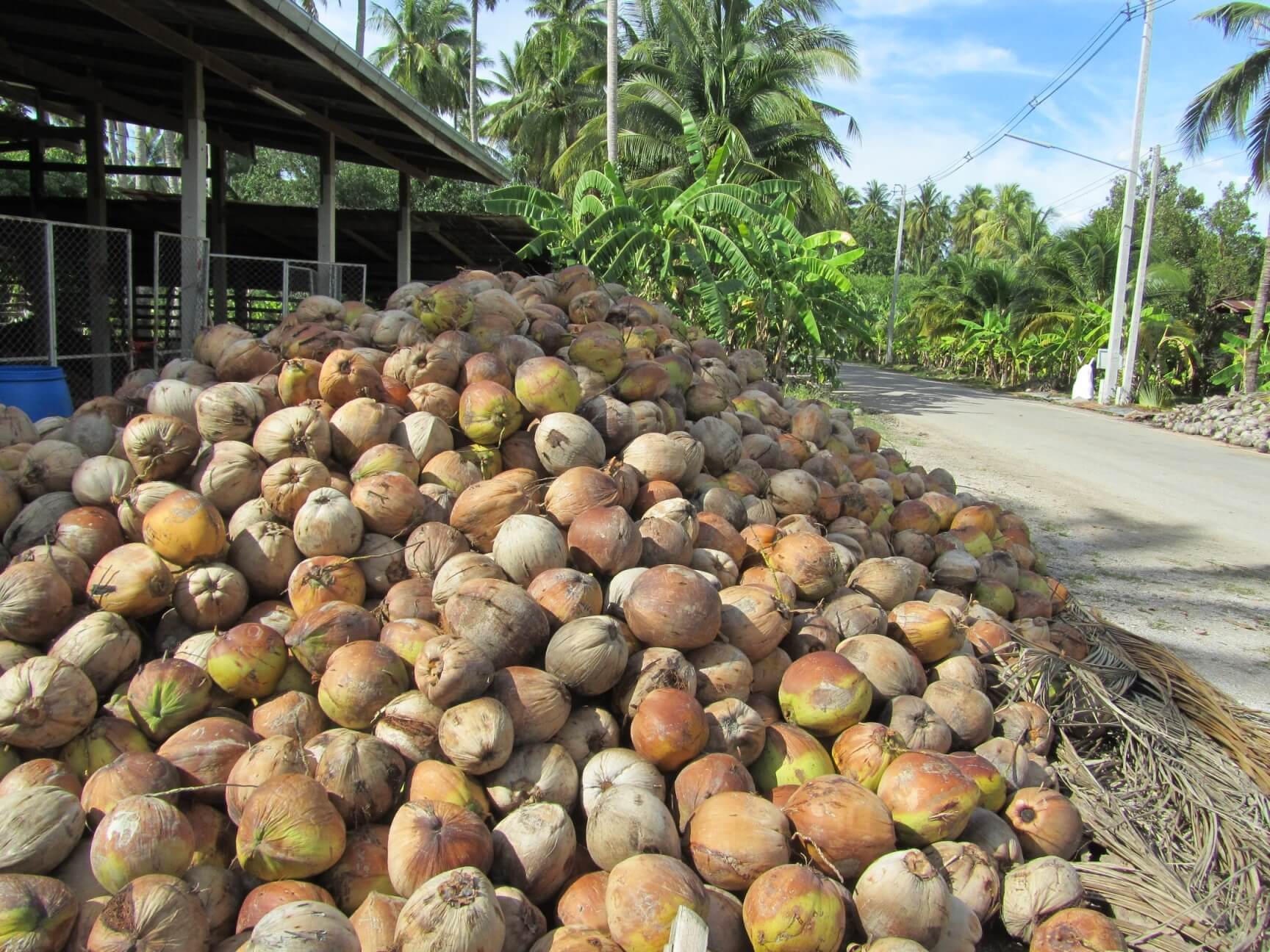 Farmy kokosowe